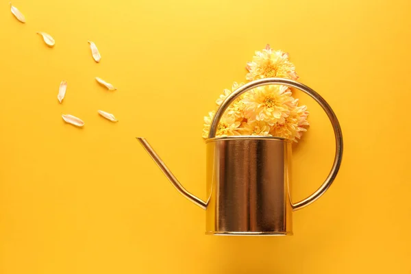 Golden watering can with chrysanthemum flowers on color background — Stock Photo, Image