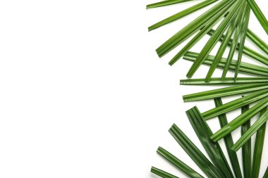 Beyaz arka plan üzerinde taze tropikal yaprak