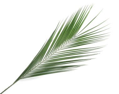 Beyaz arka plan üzerinde taze tropikal yaprak