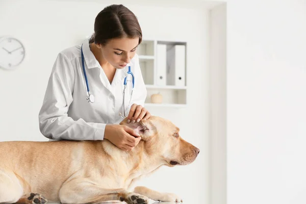 Veterinär undersöker söt hund i kliniken — Stockfoto