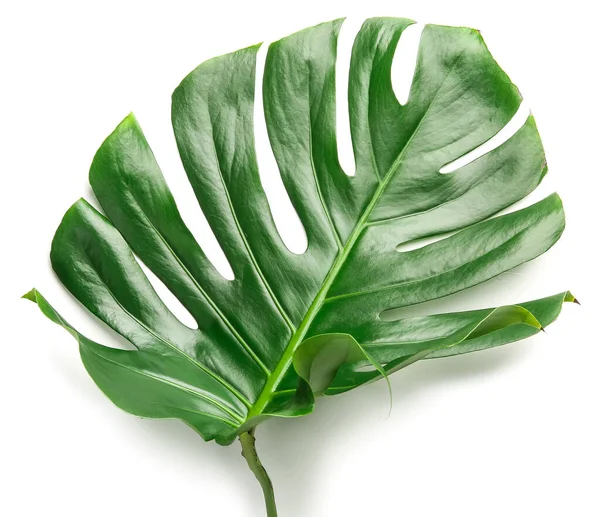 Green tropical leaf isolated on white — Stock Photo, Image