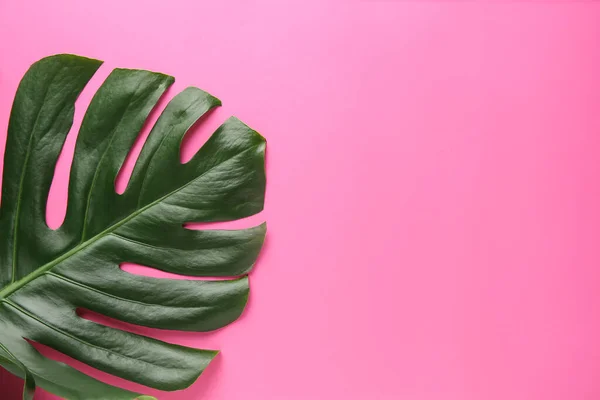 Fresh tropical leaf on color background — Stock Photo, Image