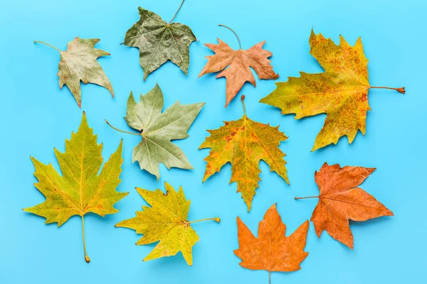 Belle foglie autunnali su sfondo di colore — Foto Stock