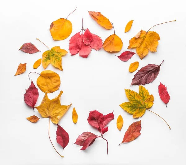 Marco de hojas de otoño sobre fondo blanco — Foto de Stock