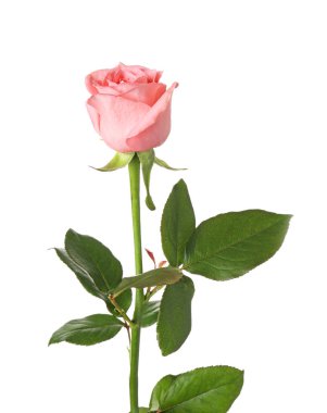 Beyaz arka planda güzel çiçek açan bir gül