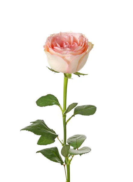 Piękny kwiat róża na białym tle — Zdjęcie stockowe