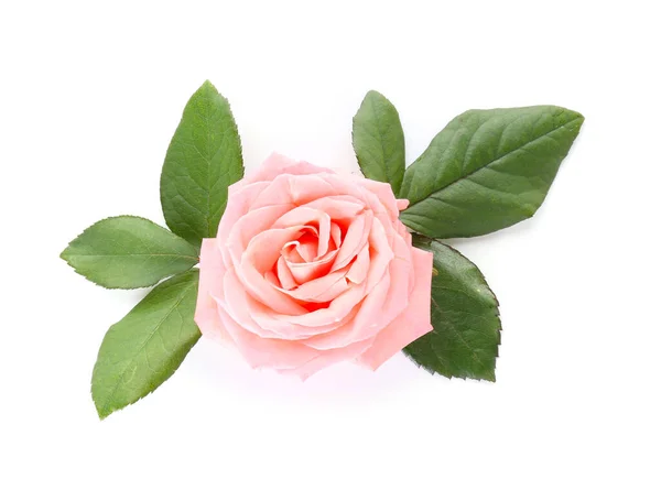 白い背景に美しいバラの花 — ストック写真