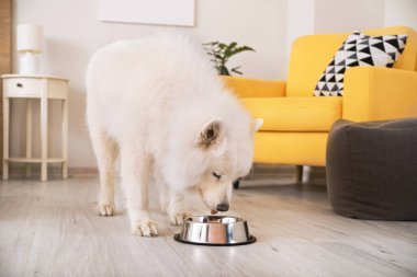 Şirin Samoyed köpeği evde kaseden yiyor.