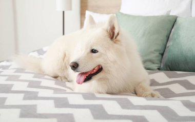 Tatlı Samoyed köpeği yatakta yatıyor.