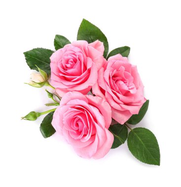 Beyaz arka planda güzel gül çiçekleri