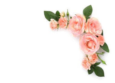 Beyaz arka planda güzel gül çiçekleri