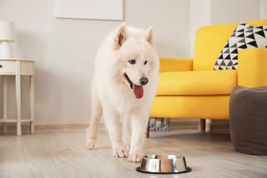 Şirin Samoyed köpeği evde kaseden yiyor.