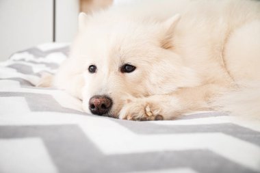 Tatlı Samoyed köpeği yatakta yatıyor.