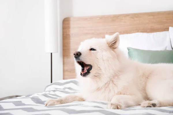 Cute Samoyed dog lying on bed — Stock Photo, Image