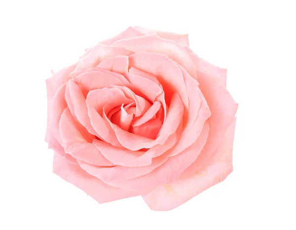 Beautiful rose flower on white background — Stock Photo, Image