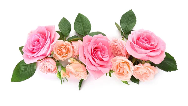 Beautiful rose flowers on white background — Stock Photo, Image