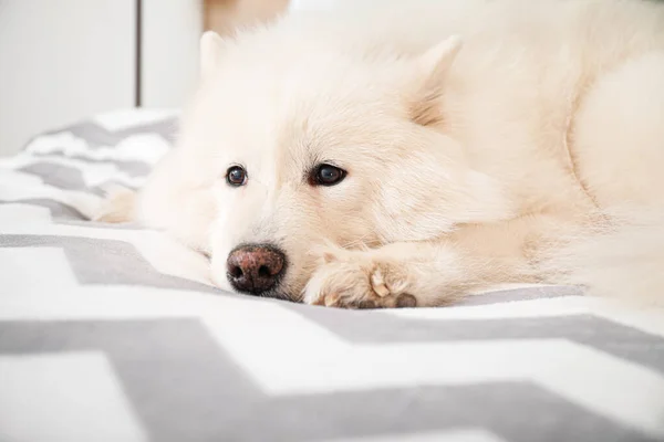 Lindo perro Samoyedo acostado en la cama — Foto de Stock