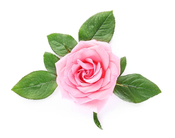 Beautiful rose flower on white background — Stock Photo, Image