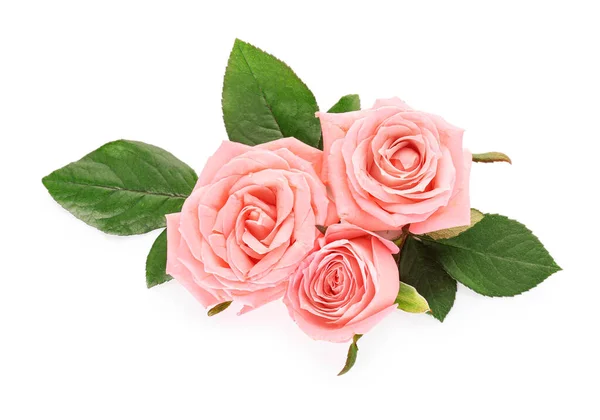 Beautiful rose flowers on white background — Stock Photo, Image