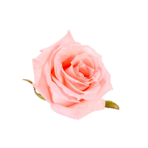 Beautiful rose flower on white background — Stock Photo, Image