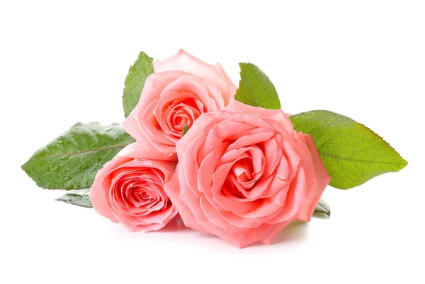 Beautiful rose flowers on white background — Stock Photo, Image