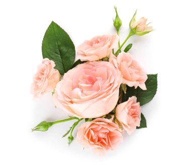 Beyaz arka planda güzel gül çiçekleri