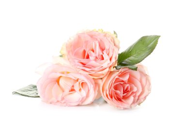 Beyaz arka planda güzel gül çiçekleri