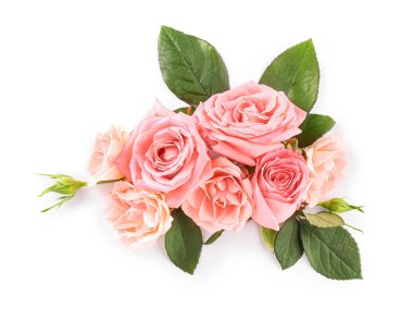 Beyaz arka planda güzel gül çiçekleri