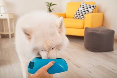 Evde sevimli Samoyed köpeğini besleyen bir kadın.