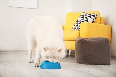 Şirin Samoyed köpeği evde kaseden yiyor.