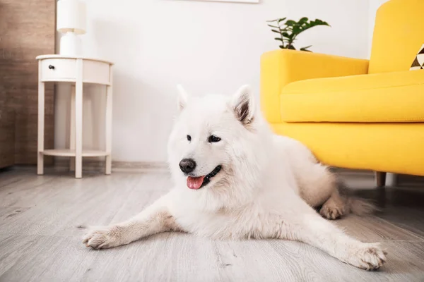 自宅でかわいいサモエド犬 — ストック写真