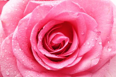 Su damlaları olan güzel gül çiçeği, yakın plan.