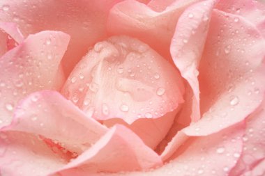 Su damlaları olan güzel gül çiçeği, yakın plan.