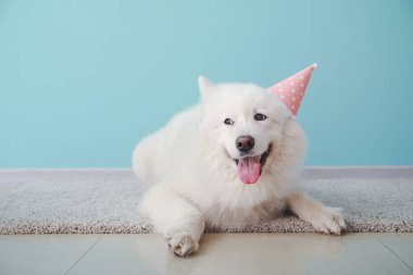 Parti şapkalı şirin Samoyed köpeği renk duvarının yanında yerde yatıyor.
