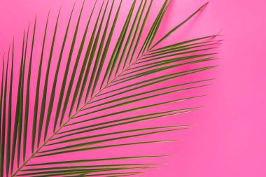 Renk arka plan üzerinde taze tropikal yaprak