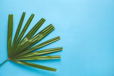 Renk arka plan üzerinde taze tropikal yaprak