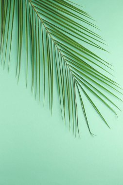 Renk arka plan üzerinde taze tropikal yaprak