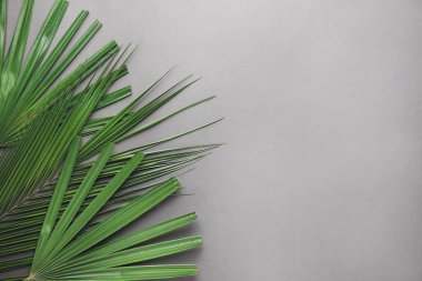 Gri arka plan üzerinde taze tropikal yaprak