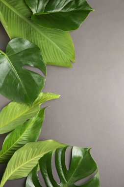 Gri arka plan üzerinde taze tropikal yaprak