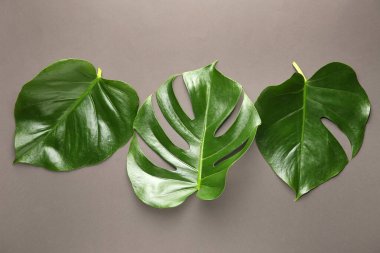 Gri arka plan üzerinde taze tropikal yaprak