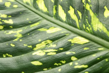 Yeşil tropikal yaprak dokusu, yakın plan.