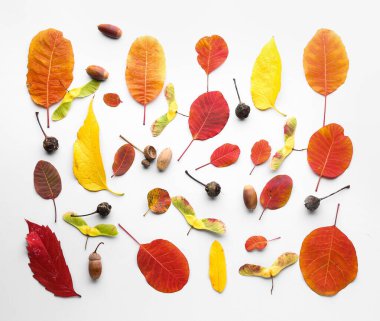 Beyaz arka planda birçok yaprağı olan güzel sonbahar kompozisyonu