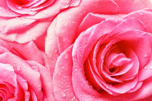 Beautiful rose flowers with water drops, closeup — Stock Photo, Image