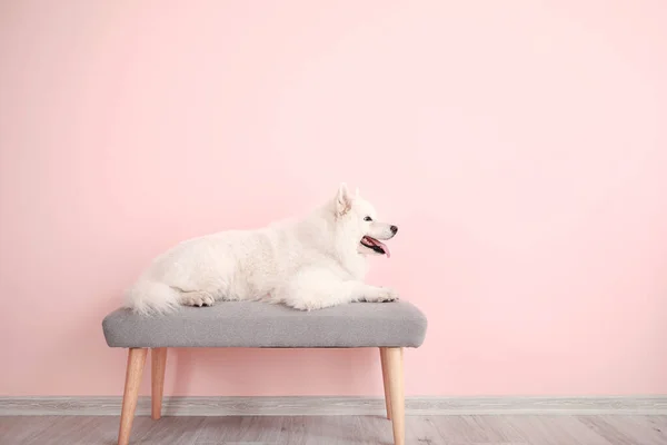 Cute Samoyed dog lying on bench near color wall — Stock Photo, Image