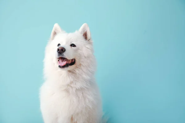 Lindo perro Samoyedo en el fondo de color —  Fotos de Stock