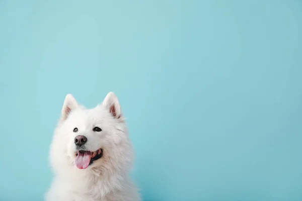 Roztomilý Samoyed pes na barevném pozadí — Stock fotografie