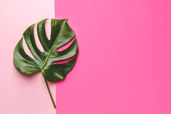 Fresh tropical leaf on color background — Stock Photo, Image
