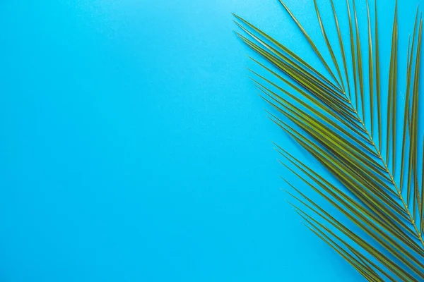 Renk arka plan üzerinde taze tropikal yaprak — Stok fotoğraf