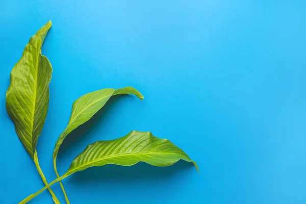Färska tropiska blad på färg bakgrund — Stockfoto