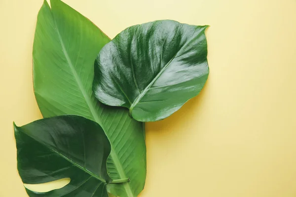 Färska tropiska blad på färg bakgrund — Stockfoto